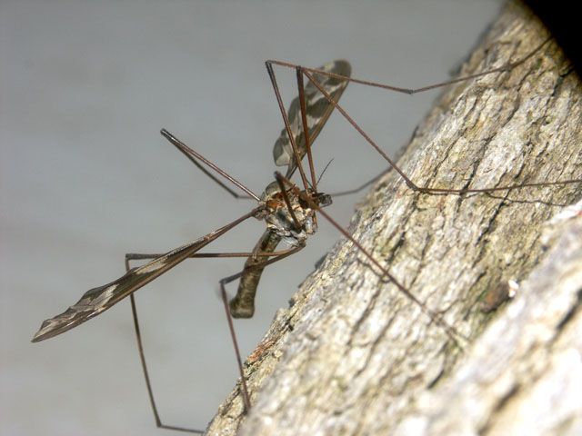 Tipula maxima - Copyright Hugues Mouret